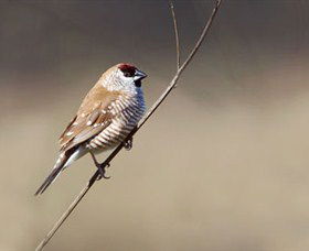Capertee Valley Bird Trail - Accommodation Mount Tamborine 3