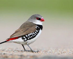 Capertee Valley Bird Trail - Accommodation Mount Tamborine 1