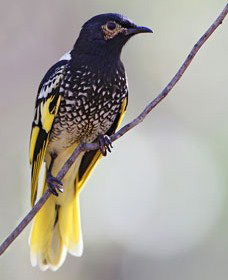 Capertee Valley Bird Trail - Accommodation Mount Tamborine 4