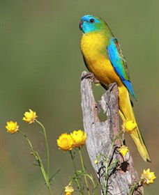 Capertee Valley Bird Trail - Accommodation Mount Tamborine 5