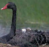 French Island Marine National Park - Accommodation Mount Tamborine