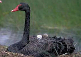 French Island Marine National Park - Accommodation Mount Tamborine 0