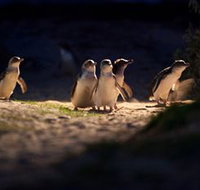 Phillip Island Nature Parks - Accommodation Mount Tamborine