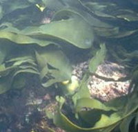 Churchill Island Marine National Park - Accommodation Mount Tamborine