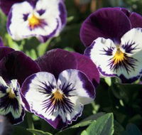 Newtown Park State Rose Garden - Accommodation Mount Tamborine