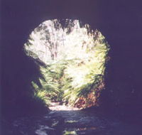 Glow Worm Tunnel - Accommodation Mount Tamborine