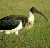Toowoomba Water Bird Habitat - Accommodation Mount Tamborine