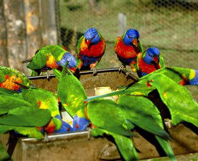 Canberra Walk In Aviary - Accommodation Mount Tamborine 1