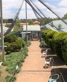 Canberra Walk In Aviary - Accommodation Mount Tamborine 3
