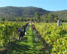 Savina Lane Premum Wines - Accommodation Mount Tamborine 1
