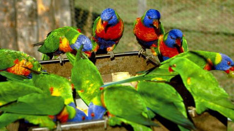 Canberra Walk In Aviary - Accommodation Mount Tamborine 4