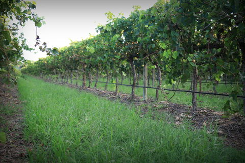 Bunnamagoo Wines - Accommodation Mount Tamborine 2