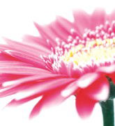 Burwood Plaza - Accommodation Mount Tamborine 0