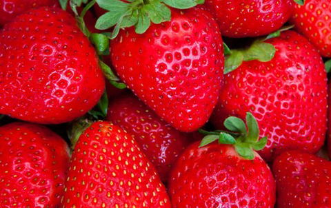 Newcastle City Farmers Markets - Accommodation Mount Tamborine 2
