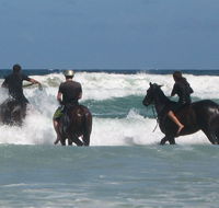 Pegasus Park Equestrian Centre - Accommodation Mount Tamborine