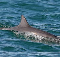Byron Bay Dolphin Wildlife Tours - Accommodation Mount Tamborine