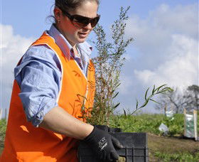 Conservation Volunteers Australia - Sydney - Accommodation Mount Tamborine 3