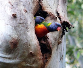 West Pennant Hills NSW Accommodation Mount Tamborine