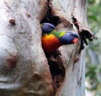 Cumberland State Forest - Accommodation Mount Tamborine
