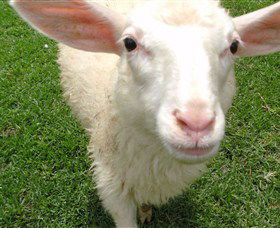 Golden Ridge Animal Farm - Accommodation Mount Tamborine 0