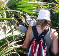 Palm Jungle loop track - Accommodation Mount Tamborine