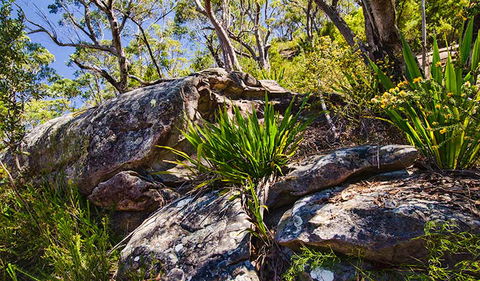 Canoelands Ridge Walking Track - Accommodation Mount Tamborine 1