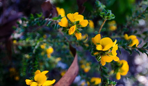Canoelands Ridge Walking Track - Accommodation Mount Tamborine 2