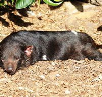 Symbio Wildlife Park - Accommodation Mount Tamborine