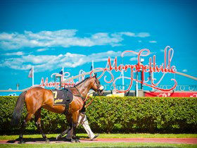 Morphettville Racecourse - Accommodation Mount Tamborine 3