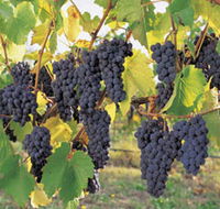 Hills Short Wine and Food Trail - Accommodation Mount Tamborine