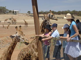 Monarto Open Range Zoo - Accommodation Mount Tamborine 0
