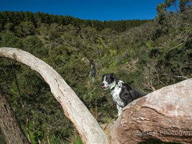 Ingalalla Waterfalls - Accommodation Mount Tamborine 1