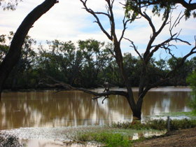 Allan Tannock Weir - Accommodation Mount Tamborine 3