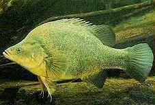 Charleville - Bakers Bend Warrego River Fishing Spot - Accommodation Mount Tamborine 2