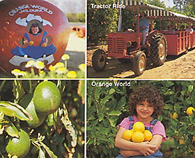 Orange World - Accommodation Mount Tamborine 1