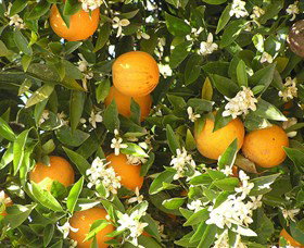 Orange World - Accommodation Mount Tamborine 2