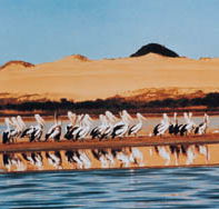 Coorong National Park - Accommodation Mount Tamborine
