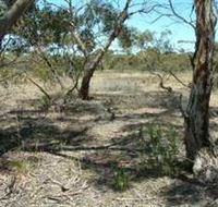 Tintinara Walking Trail - Accommodation Mount Tamborine