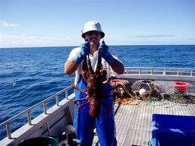 Lacepede Seafood - Accommodation Mount Tamborine 2