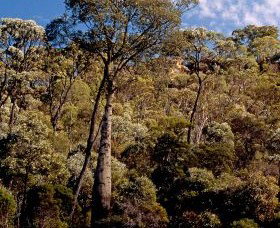 Ka Ka Mundi, Carnarvon National Park - Accommodation Mount Tamborine 0