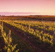 Ralph Fowler Wines - Accommodation Mount Tamborine