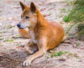Territory Wildlife Park - Accommodation Mount Tamborine 2