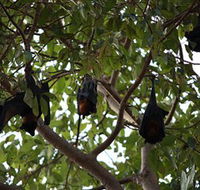Manngarre Rainforest Walk - Accommodation Mount Tamborine