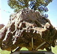 Fossilised Tree - Accommodation Mount Tamborine
