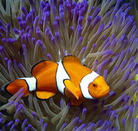 Reef HQ Aquarium - Accommodation Mount Tamborine