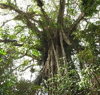 Cathedral Fig Tree - Accommodation Mount Tamborine
