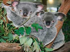 Kuranda Koala Gardens - Accommodation Mount Tamborine 2