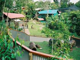 Kuranda Koala Gardens - Accommodation Mount Tamborine 1