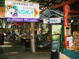 Kuranda Koala Gardens - Accommodation Mount Tamborine 3