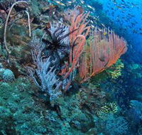 SS Yongala Dive Site - Accommodation Mount Tamborine